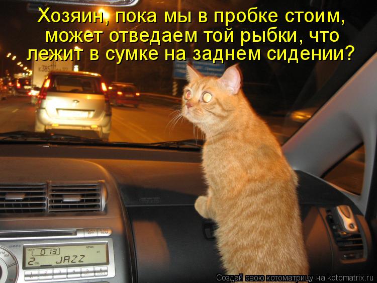 Котоматрица: Хозяин, пока мы в пробке стоим,  может отведаем той рыбки, что  лежит в сумке на заднем сидении?