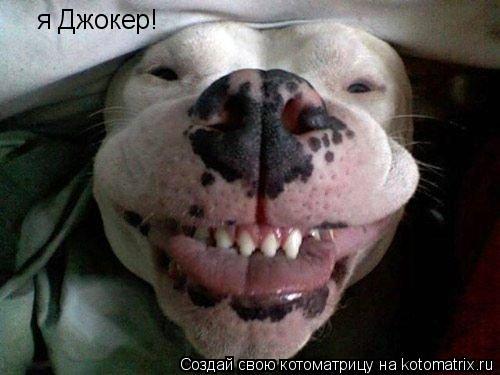 Котоматрица: я Джокер!