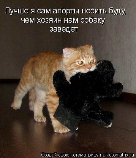 Лучше я сам апорты носить буду, чем хозяин нам собаку заведет... Котоматрица: Лучше я сам апорты носить буду, чем хозяин нам собаку заведет