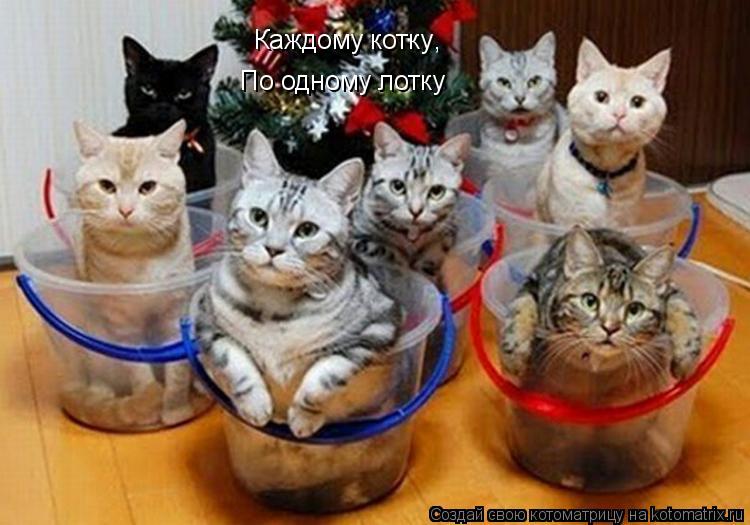 Каждому котку По одному лотку ,... Котоматрица: Каждому котку По одному лотку ,