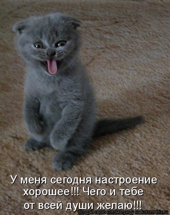 Котоматрица: У меня сегодня настроение от всей души желаю!!! хорошее!!! Чего и тебе