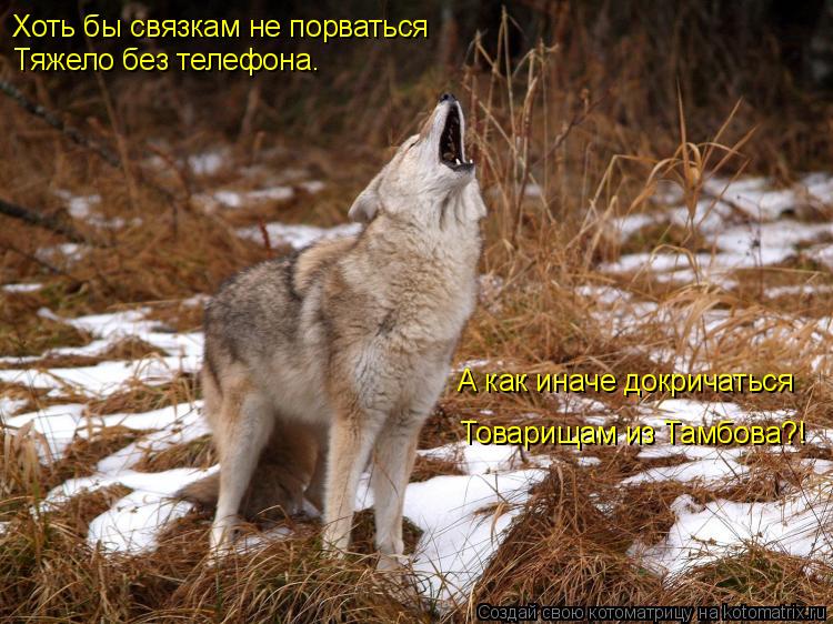 Хоть бы связкам не порваться Тяжело без телефона. А как иначе докричаться Товарищам из Тамбова?!... Котоматрица: Хоть бы связкам не порваться Тяжело без телефона. А как иначе докричаться Товарищам из Тамбова?!