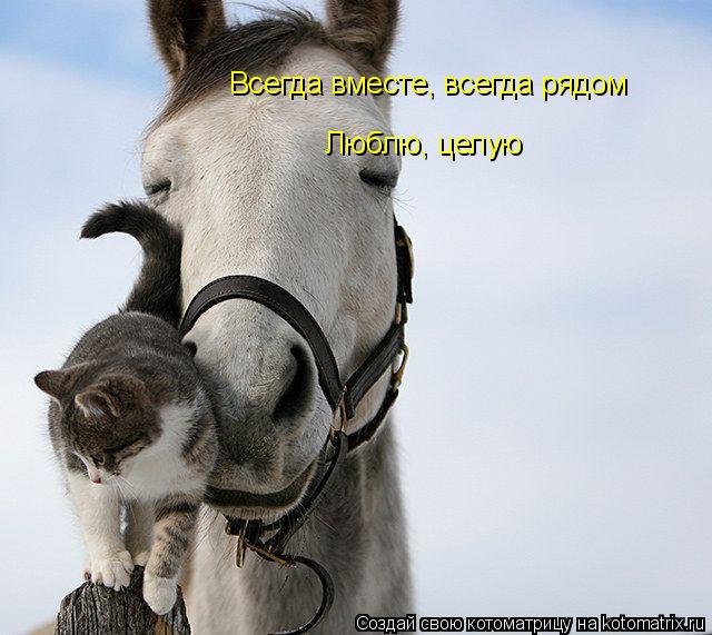 Котоматрица: Всегда вместе, всегда рядом Люблю, целую