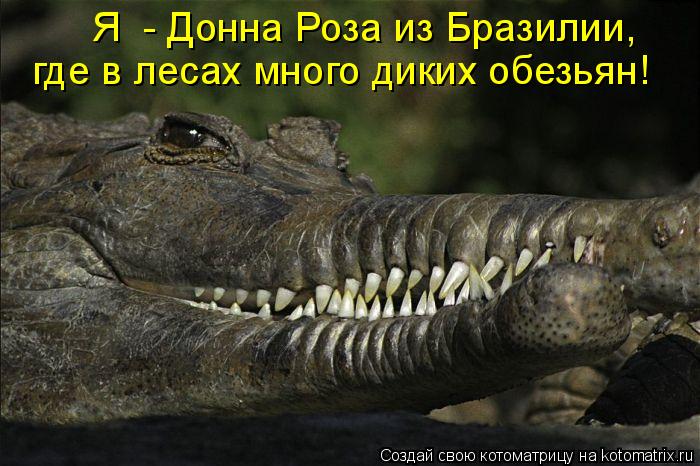 Я - Донна Роза из Бразилии, где в лесах много диких обезьян!... Котоматрица: Я - Донна Роза из Бразилии, где в лесах много диких обезьян!