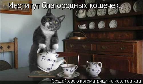 Котоматрица: Институт благородных кошечек.