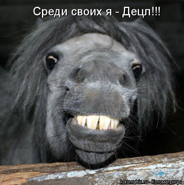 Котоматрица: Среди своих я - Децл!!!