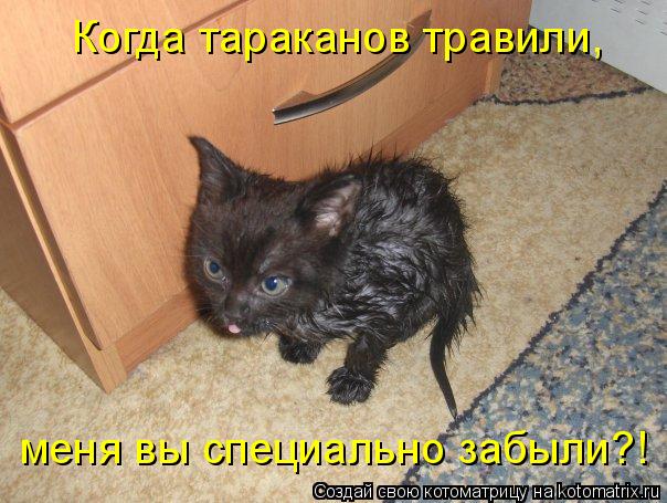 Когда тараканов травили, меня вы специально забыли?!... Котоматрица: Когда тараканов травили, меня вы специально забыли?!