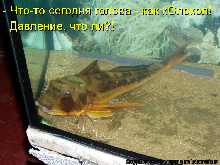 Котоматрица: - Что-то сегодня голова - как кОлокол! Давление, что ли?!