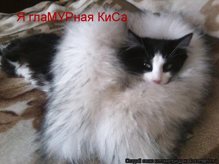 Котоматрица: Я глаМУРная КиСа