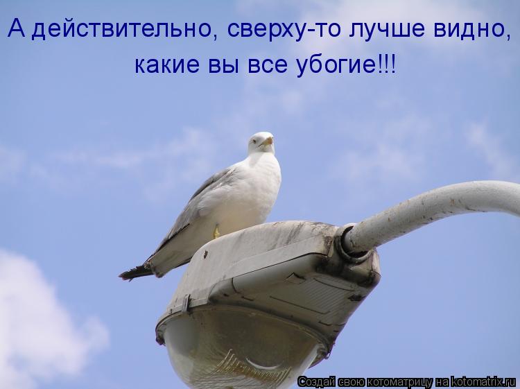 А действительно, сверху-то лучше видно, какие вы все убогие!!!... Котоматрица: А действительно, сверху-то лучше видно, какие вы все убогие!!!