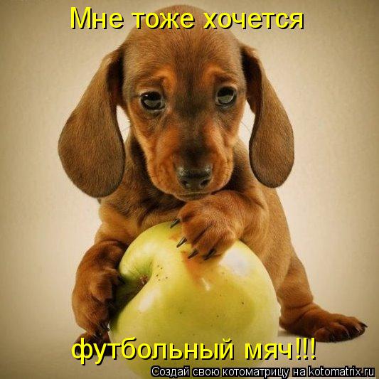Мне тоже хочется футбольный мяч!!!... Котоматрица: Мне тоже хочется футбольный мяч!!!