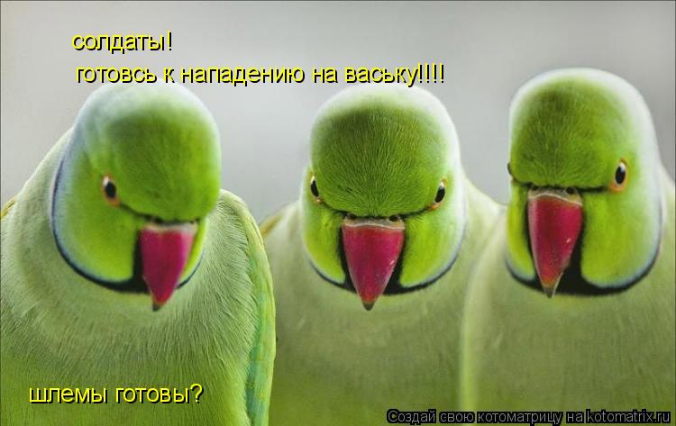 солдаты! шлемы готовы? готовсь к нападению на ваську!!!!... Котоматрица: солдаты! шлемы готовы? готовсь к нападению на ваську!!!!
