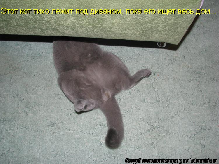 Котоматрица: Этот кот тихо лежит под диваном, пока его ищет весь дом...