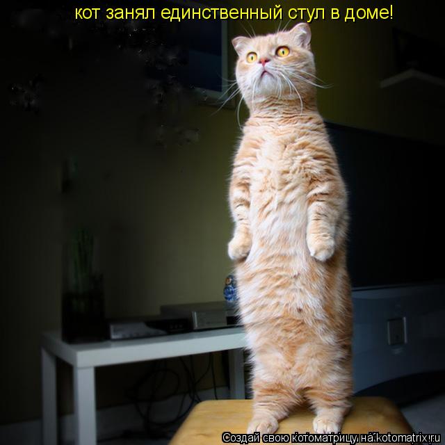 Котоматрица: кот занял единственный стул в доме!