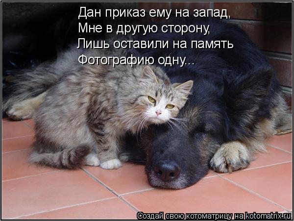Котоматрица: Дан приказ ему на запад, Мне в другую сторону, Лишь оставили на память Фотографию одну...