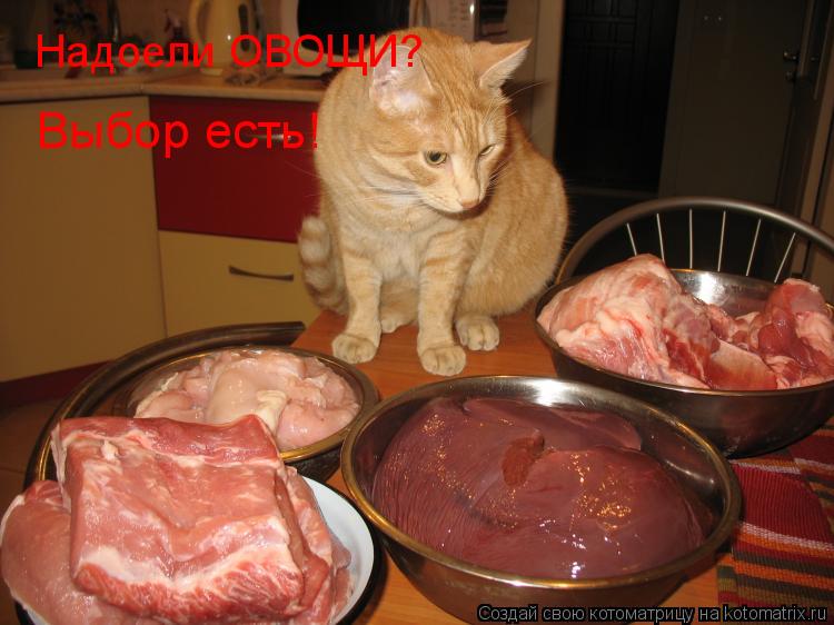 Котоматрица: Надоели ОВОЩИ? Выбор есть!