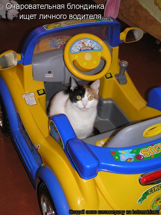 Котоматрица: Очаровательная блондинка  ищет личного водителя...