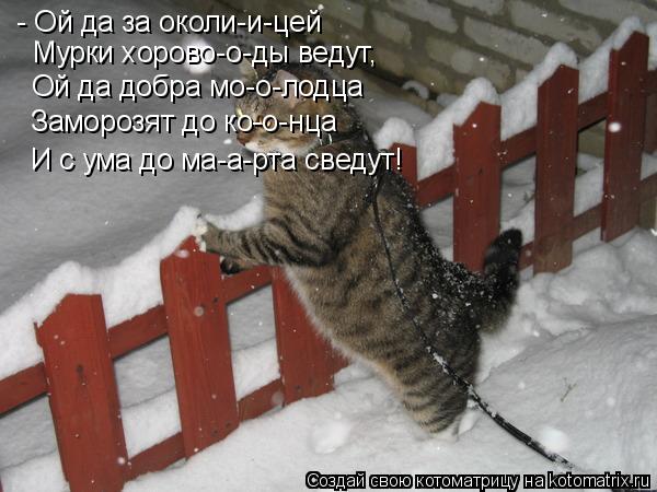 Котоматрица: - Ой да за околи-и-цей Мурки хорово-о-ды ведут, Ой да добра мо-о-лодца Заморозят до ко-о-нца И с ума до ма-а-рта сведут!