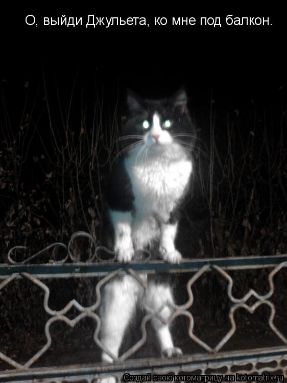 Котоматрица: О, выйди Джульета, ко мне под балкон.