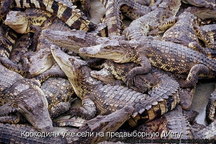 Котоматрица: Крокодилы уже сели на предвыборную диету.