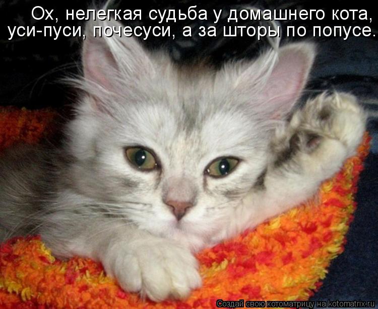Ох, нелегкая судьба у домашнего кота, уси-пуси, почесуси, а за шторы по попусе.... Котоматрица: Ох, нелегкая судьба у домашнего кота, уси-пуси, почесуси, а за шторы по попусе.