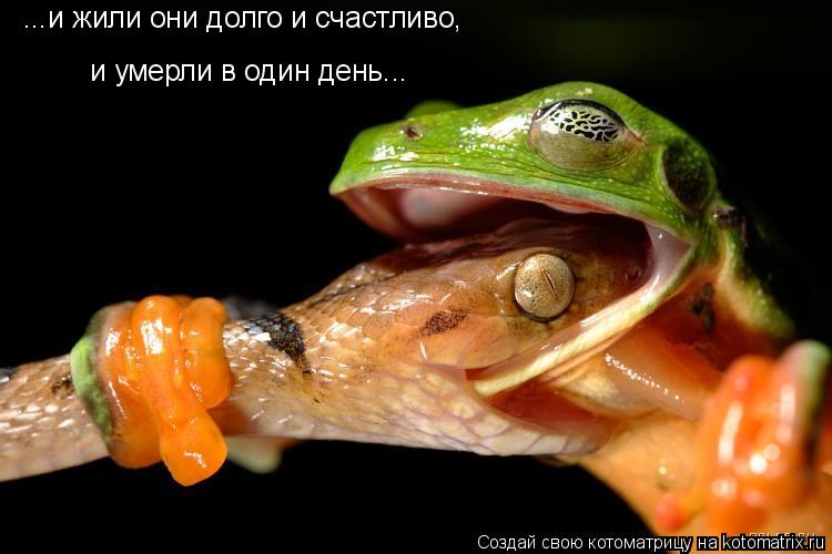 Котоматрица: ...и жили они долго и счастливо, и умерли в один день...
