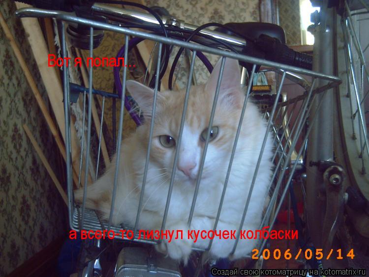 Котоматрица: Вот я попал... а всего-то лизнул кусочек колбаски