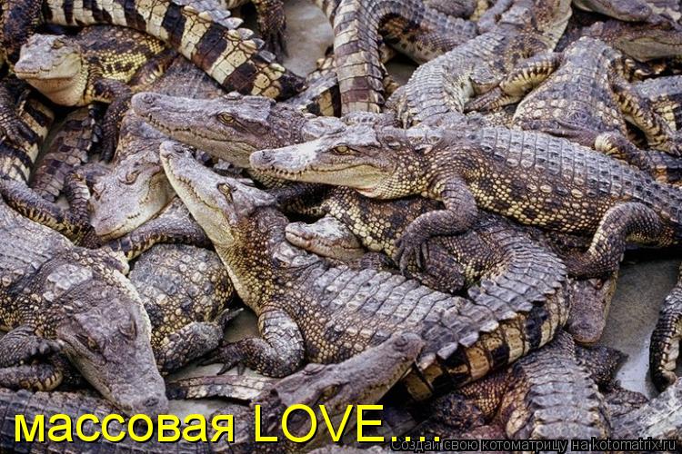 Котоматрица: массовая LOVE....