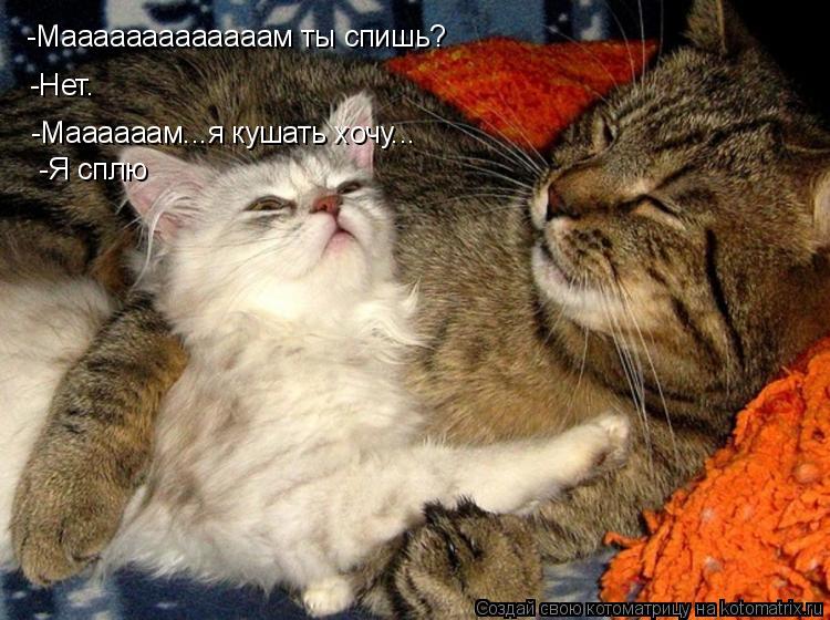 Котоматрица: -Мааааааааааааам ты спишь? -Нет. -Маааааам...я кушать хочу... -Я сплю