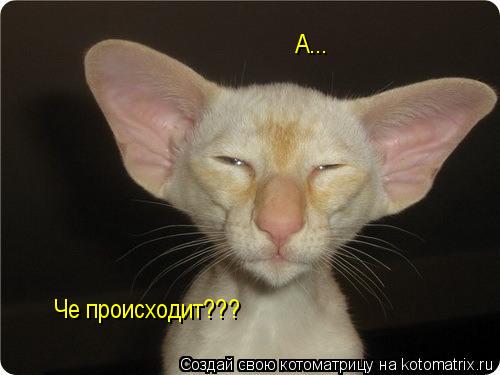 Котоматрица: Че происходит??? А...