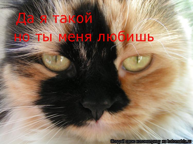 Котоматрица: Да я такой но ты меня любишь