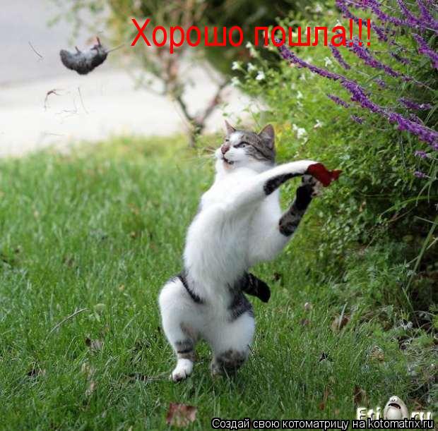 Котоматрица: Хорошо пошла!!!