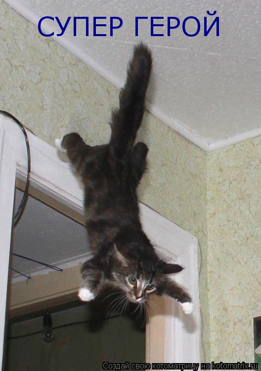 Котоматрица: СУПЕР ГЕРОЙ