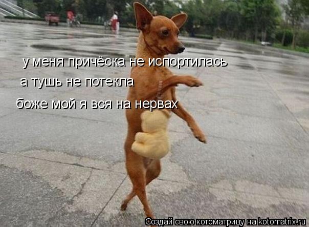 Котоматрица: у меня причёска не испортилась  а тушь не потекла боже мой я вся на нервах