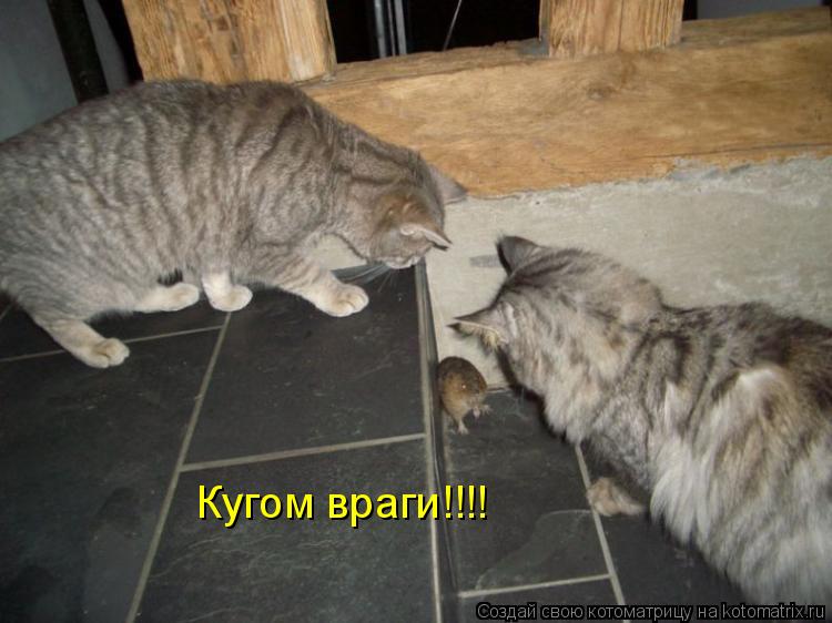 Котоматрица: Кугом враги!!!!