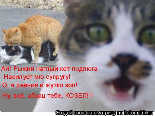 Котоматрица: Ай! Рыжий наглый кот-подлюга Насилует мю супругу! О, я ревнив и жутко зол! Ну, всё, абзац тебе, КОЗЕЛ!!!