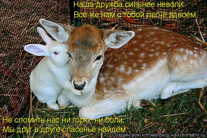 Котоматрица: Наша дружба сильнее неволи. Всё же нам с тобой легче вдвоём. Не сломить нас ни горю, ни боли, Мы друг в друге спасенье найдём.