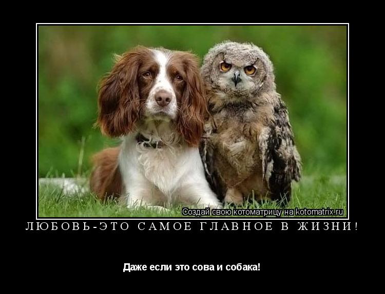 Любовь-это самое главное в жизни! Даже если это сова и собака!... Котоматрица: Любовь-это самое главное в жизни! Даже если это сова и собака!