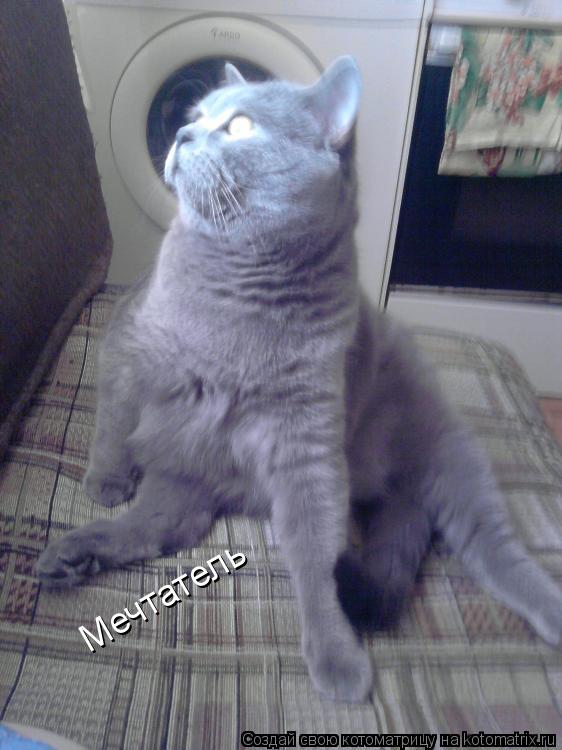 Котоматрица: Мечтатель