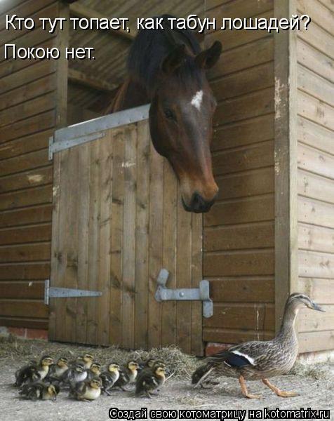 Котоматрица: Кто тут топает, как табун лошадей? Кто тут топает, как табун лошадей? Покою нет.