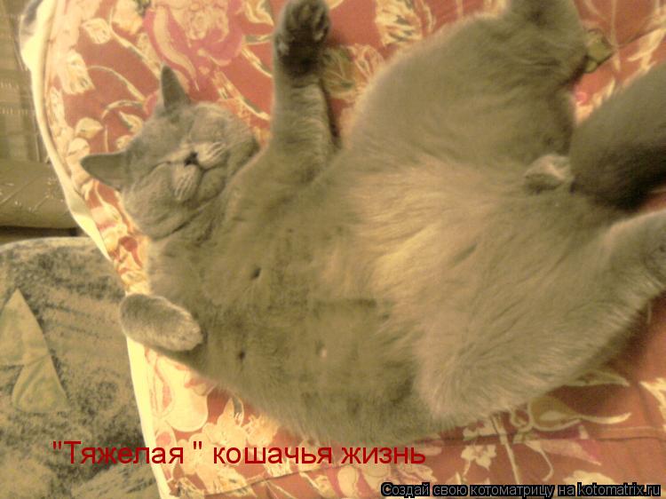 Котоматрица: "Тяжелая " кошачья жизнь