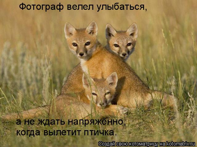 Котоматрица: Фотограф велел улыбаться,  а не ждать напряжённо,  когда вылетит птичка.