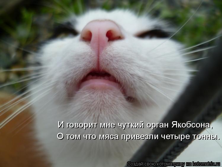 Котоматрица: О том что мяса привезли четыре тонны. И говорит мне чуткий орган Якобсона,