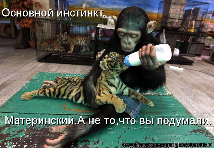 Основной инстинкт. Материнский.А не то,что вы подумали.... Котоматрица: Основной инстинкт. Материнский.А не то,что вы подумали.