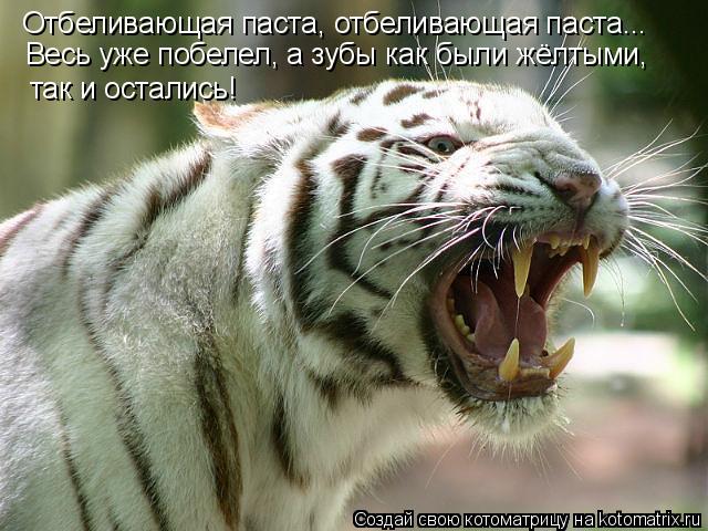 Котоматрица: Отбеливающая паста, отбеливающая паста... Весь уже побелел, а зубы как были жёлтыми,  так и остались!