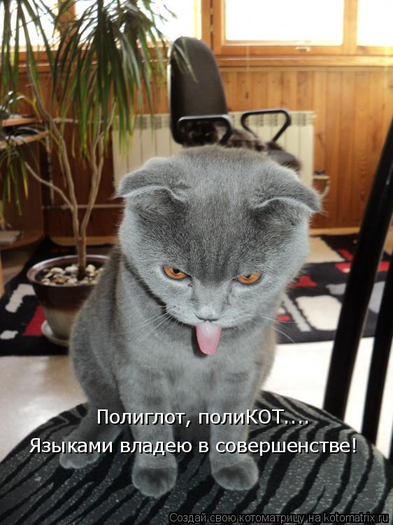 Котоматрица: Полиглот, полиКОТ.... Языками владею в совершенстве!