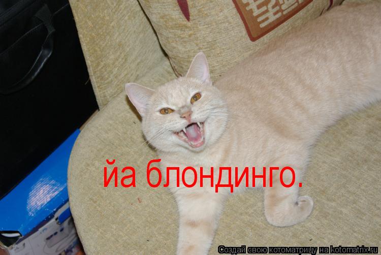 йа блондинго.... Котоматрица: йа блондинго.