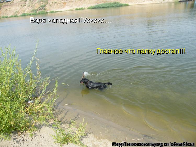 Вода холодная!!Уххххх.... Главное что палку достал!!!... Котоматрица: Вода холодная!!Уххххх.... Главное что палку достал!!!