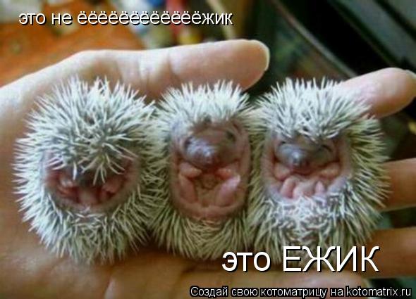 это не ёёёёёёёёёёёёжик это ЕЖИК... Котоматрица: это не ёёёёёёёёёёёёжик это ЕЖИК