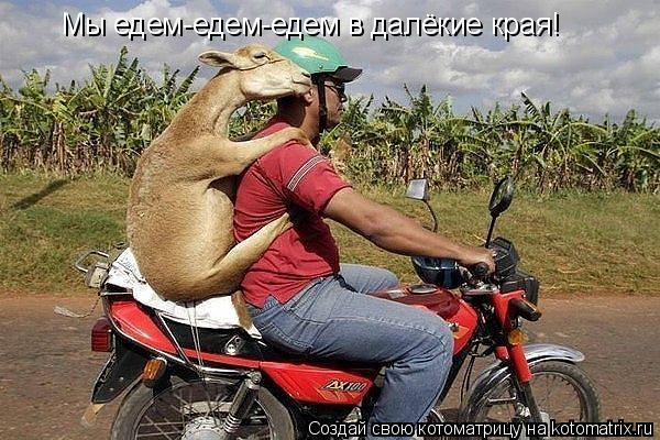 Мы едем-едем-едем в далёкие края!... Котоматрица: Мы едем-едем-едем в далёкие края!